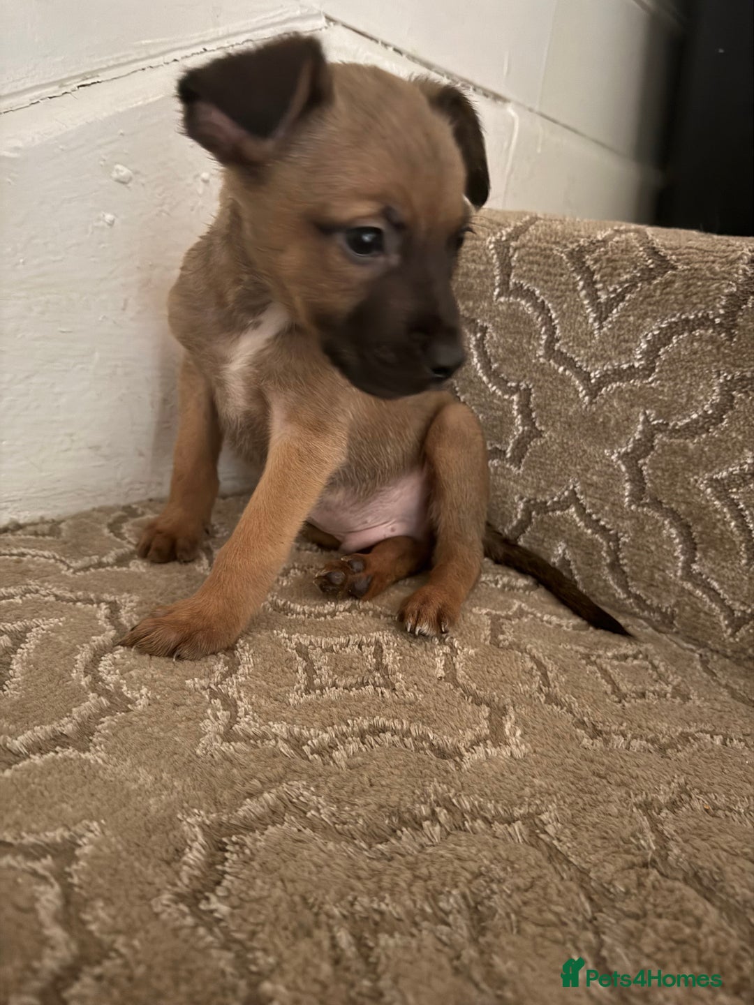 Mixed Breed dogs for sale: Mixed German Shepard ridgeback  - Image 13
