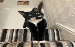 Domestic Shorthair cats for sale: Big gentle loving boy - Image 13