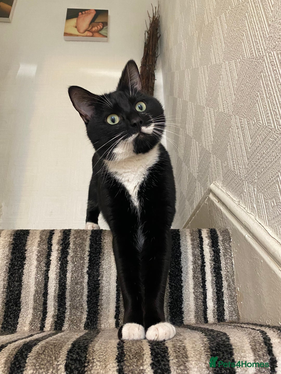 Domestic Shorthair cats for sale: Big gentle loving boy - Image 13
