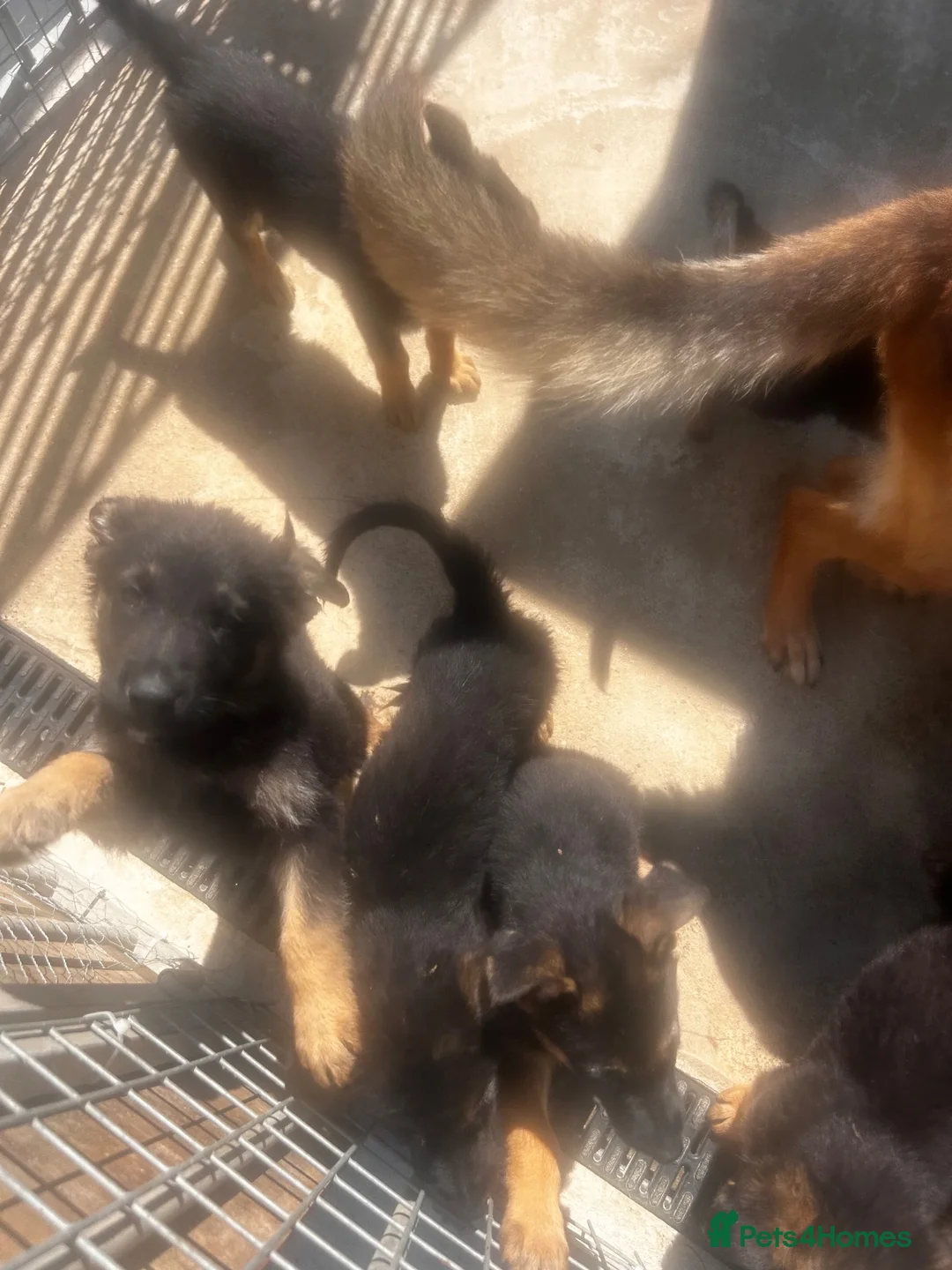 German Shepherd dogs for sale: German Shepard puppies  in Upminster - Advert 3