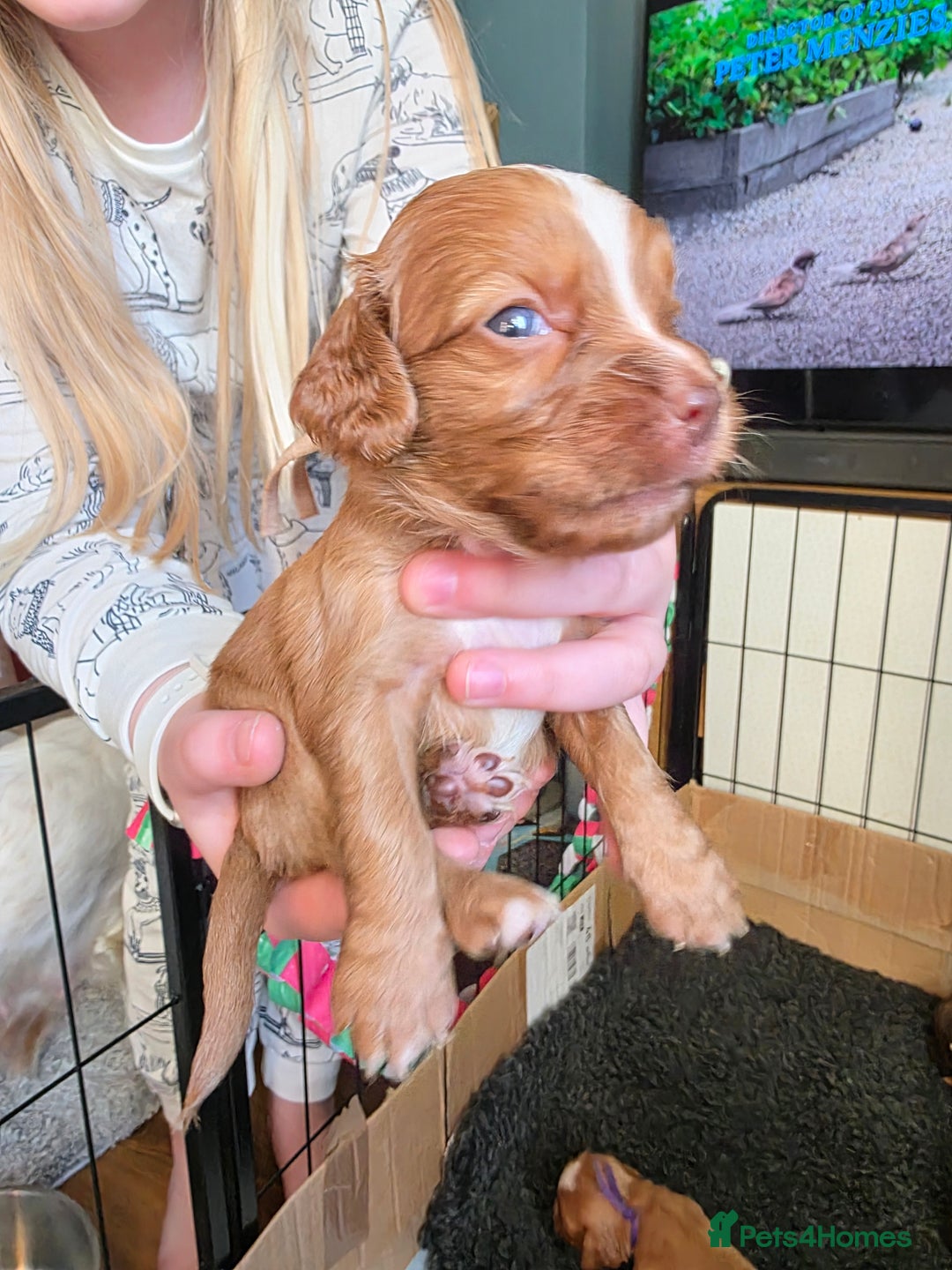 Cocker Spaniel dogs for sale: Beautiful Spaniel pups! - Advert 17