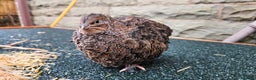 Quail poultry for sale: Japanese Quail – Young Birds Available - Advert 6