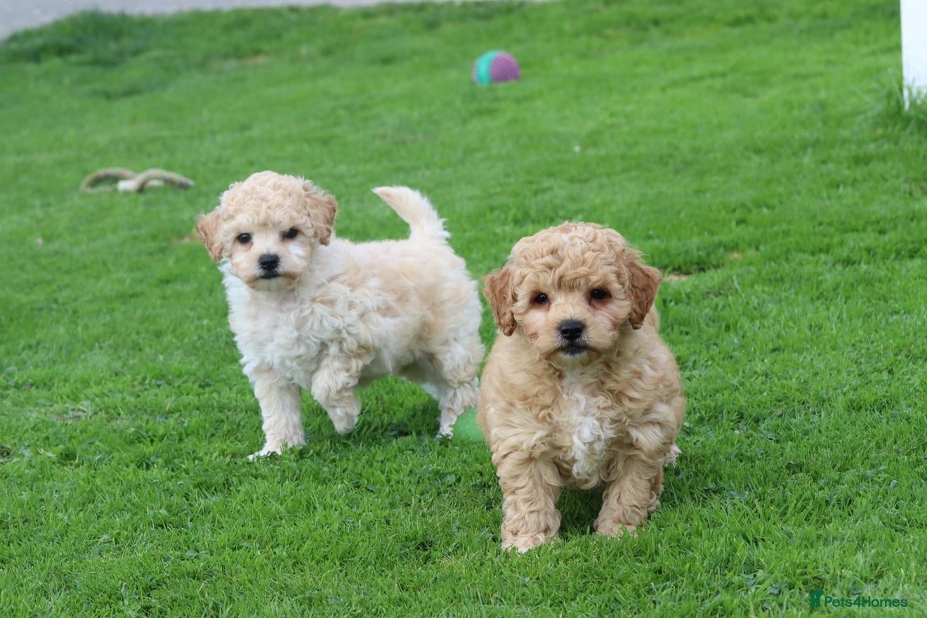 Poochon dogs Beautiful Poochon puppies for sale  - Advert 1