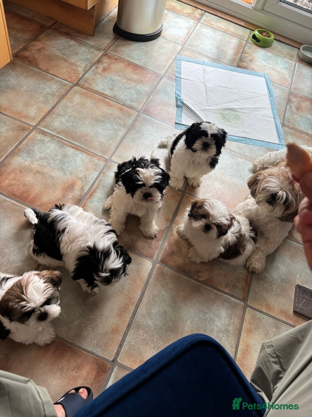 Shih Tzu dogs for sale: Puppies Shih tzu  in Peterborough - Image 19
