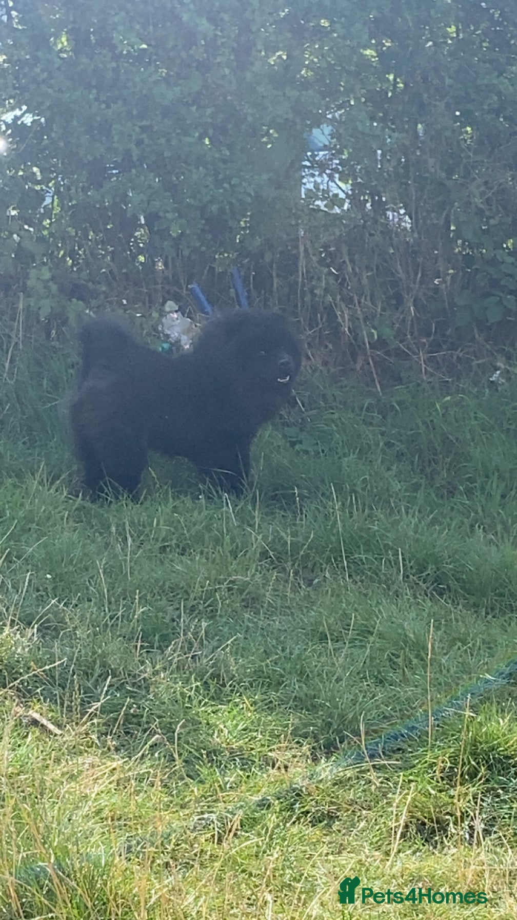 Chow Chow dogs Beautiful well bred chow chow - Advert 4