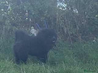 Chow Chow dogs - Advert 8