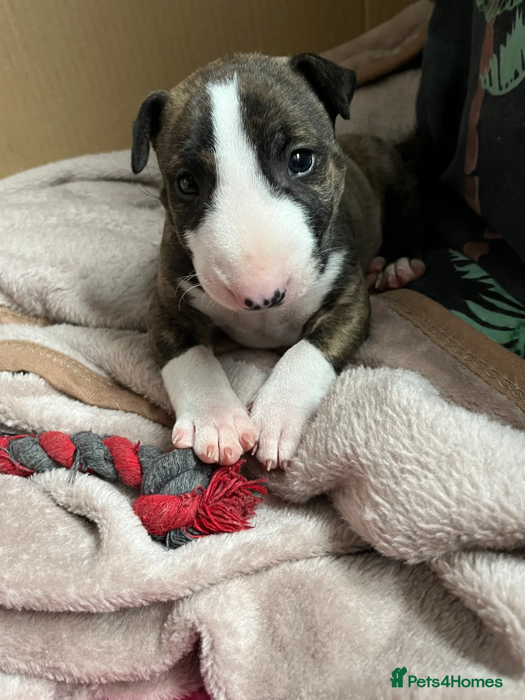 English Bull Terrier dogs for sale: Bull terrier standard. KC registered. BOY - Advert 10