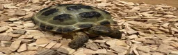 Tortoise reptiles for sale: Horsfield tortoise for sale.  in Dagenham - Advert 5