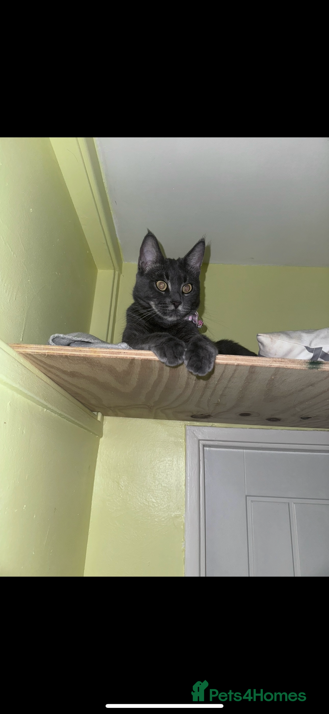 Maine Coon cats for sale: Maine coon kittens  - Image 4