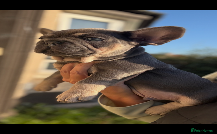 French Bulldog dogs - Advert 5