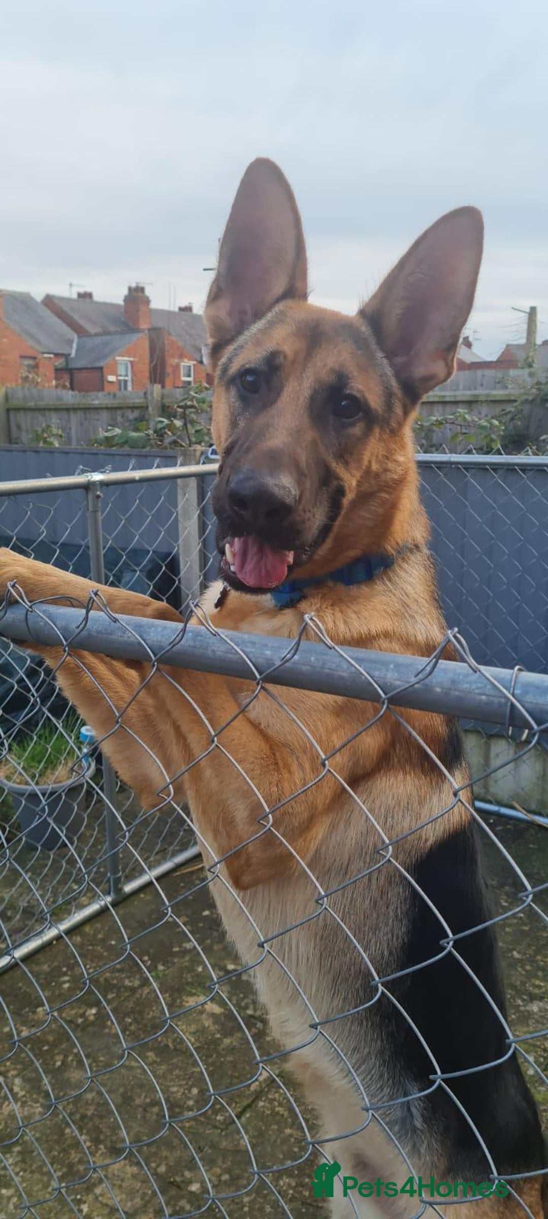 German Shepherd dogs for sale: German shepherd dog - Image 2