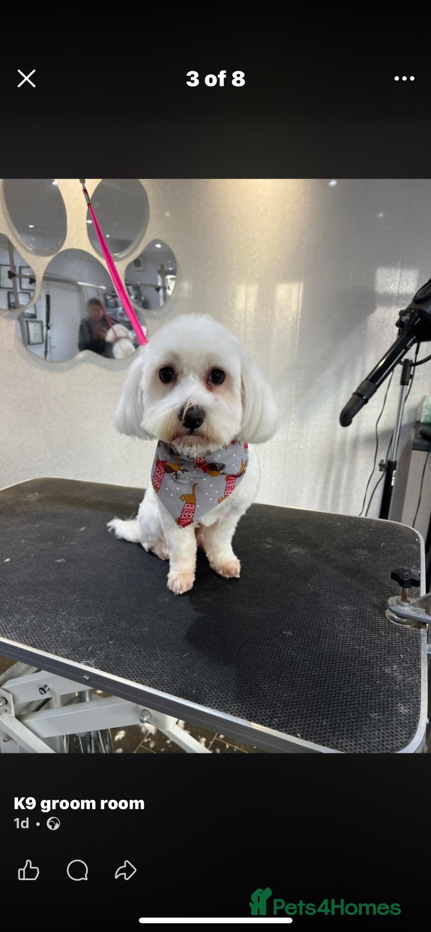 Mixed Breed dogs 2 year old Maltese cross  - Advert 22
