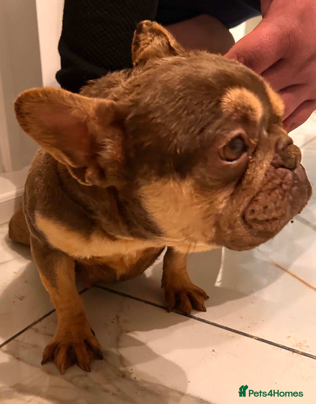 French Bulldog dogs for sale: Beautiful chocolate and tan French bulldog ‘Bella’ - Advert 5