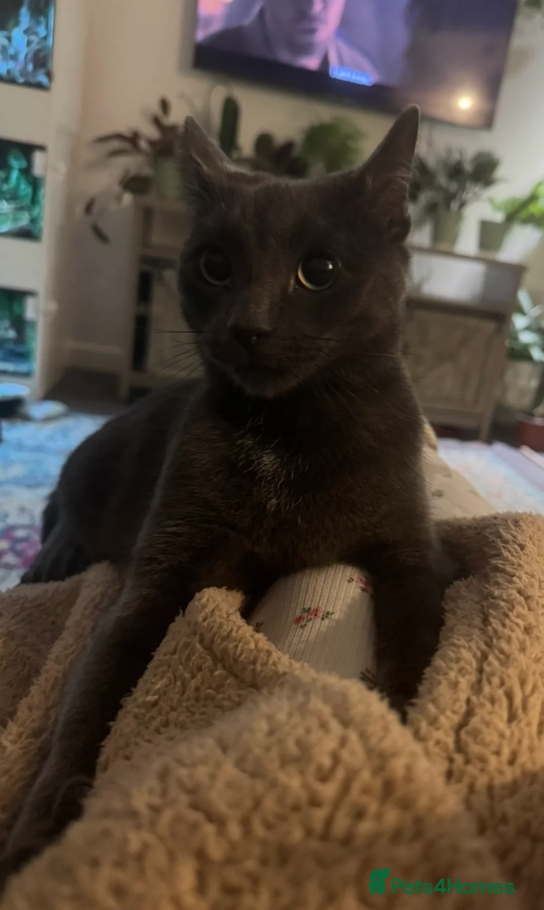 Mixed Breed cats for sale: Two cats age 18 months  - Advert 2