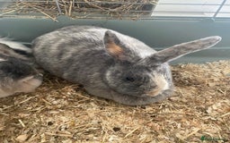 Lionhead rabbits for sale: Rabbits- free to a good home  - Image 3