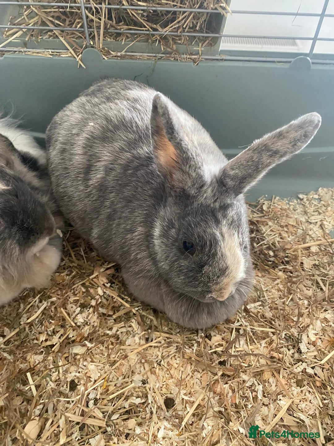 Lionhead rabbits for sale: Rabbits- free to a good home  - Image 3
