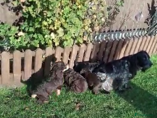 Cockapoo dogs adorable cockerpoo puppies - Advert 4