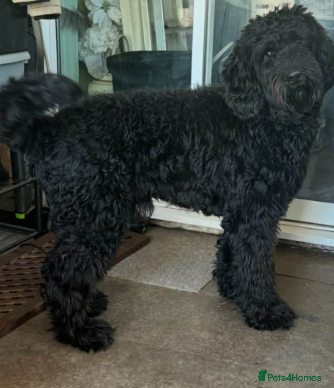 Mixed Breed dogs for sale: Giant Schnoodle - Advert 3