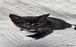 Mixed Breed cats for sale: Kittens for sale - Image 6
