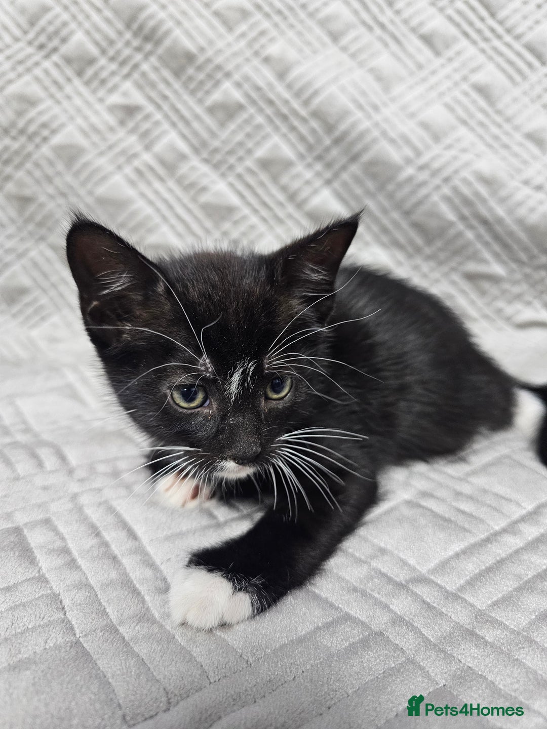 Mixed Breed cats for sale: Kittens for sale - Image 6