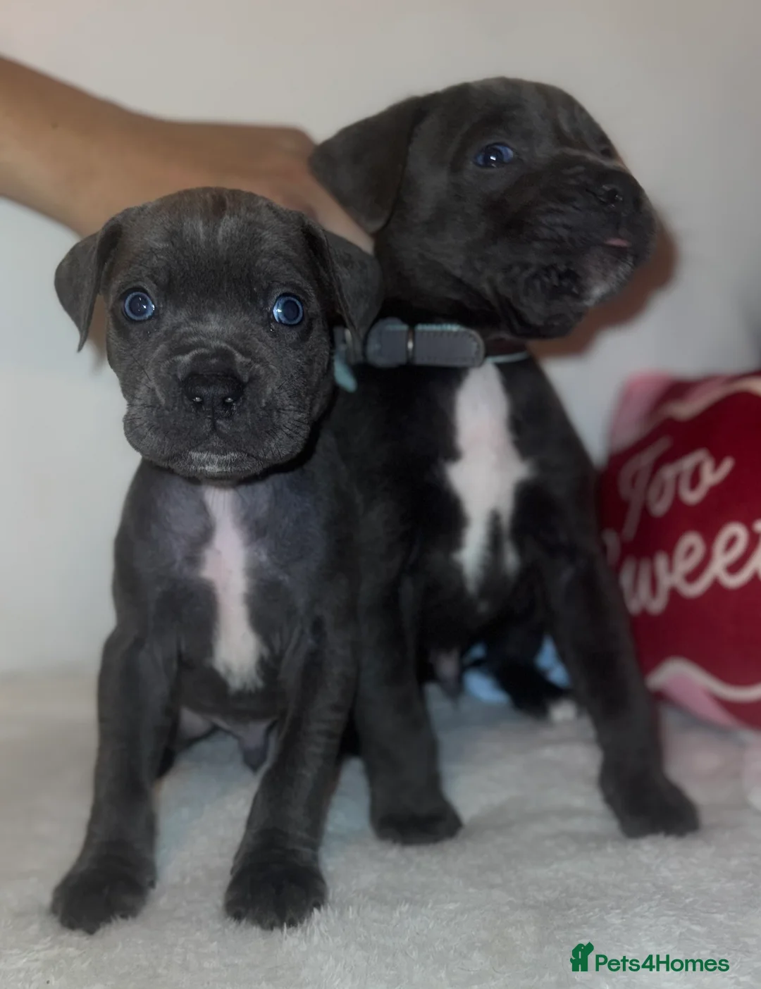 Cane Corso dogs for sale: Outstanding cane corso pups 🐶  - Advert 20