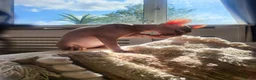 Sphynx cats for sale: Last Canadian sphynx looking for a loving home  - Advert 36