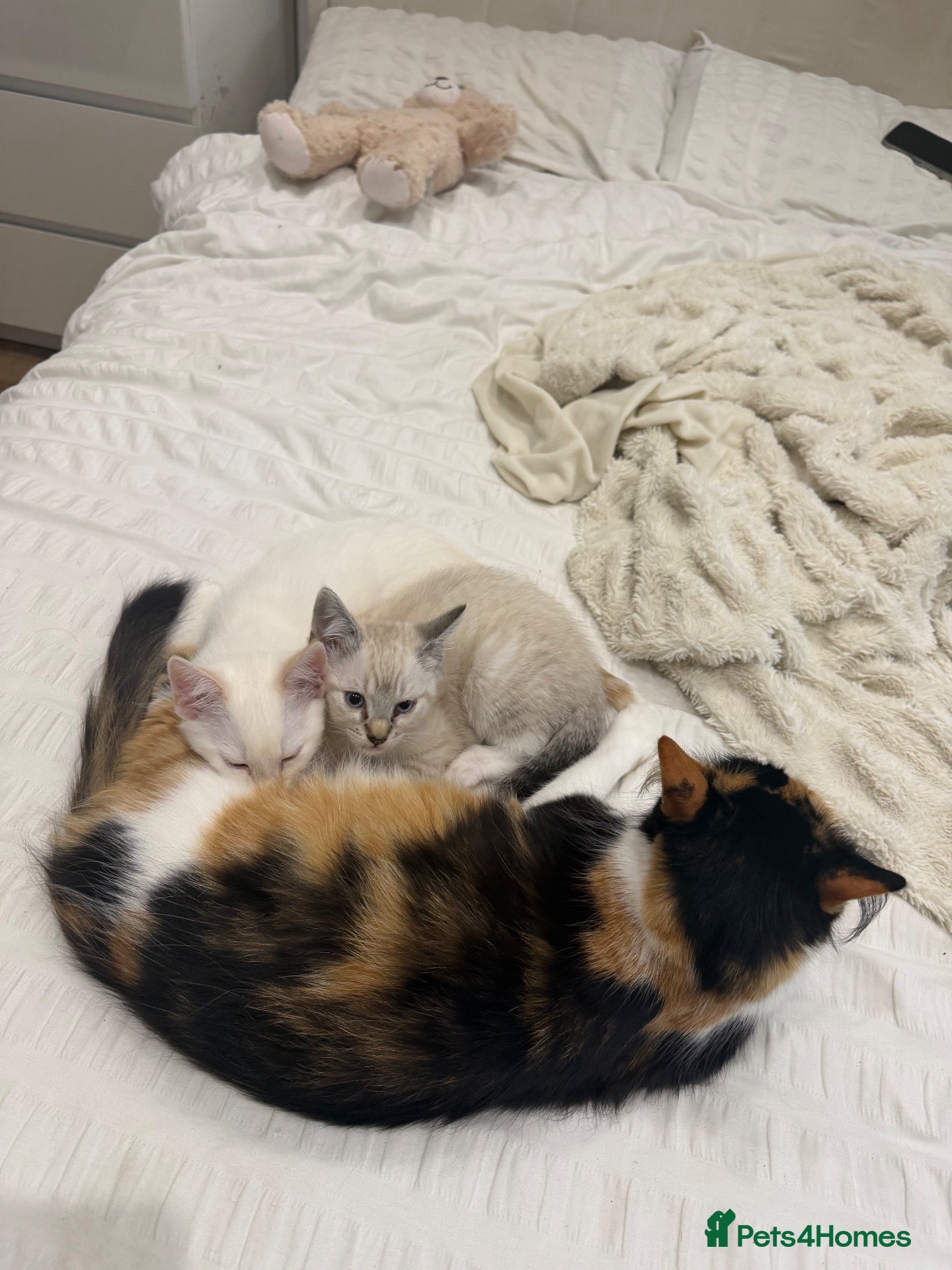 Mixed Breed cats 2 kittens male and fmale  - Advert 3