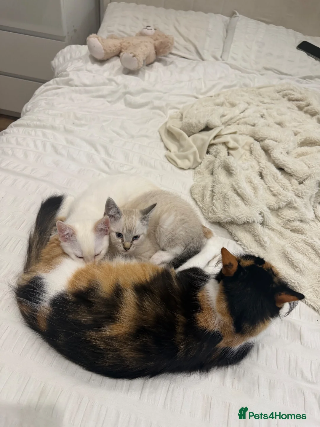 Mixed Breed cats for sale: 2 kittens male and fmale  - Advert 1