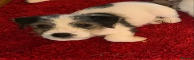 Jack Russell 5