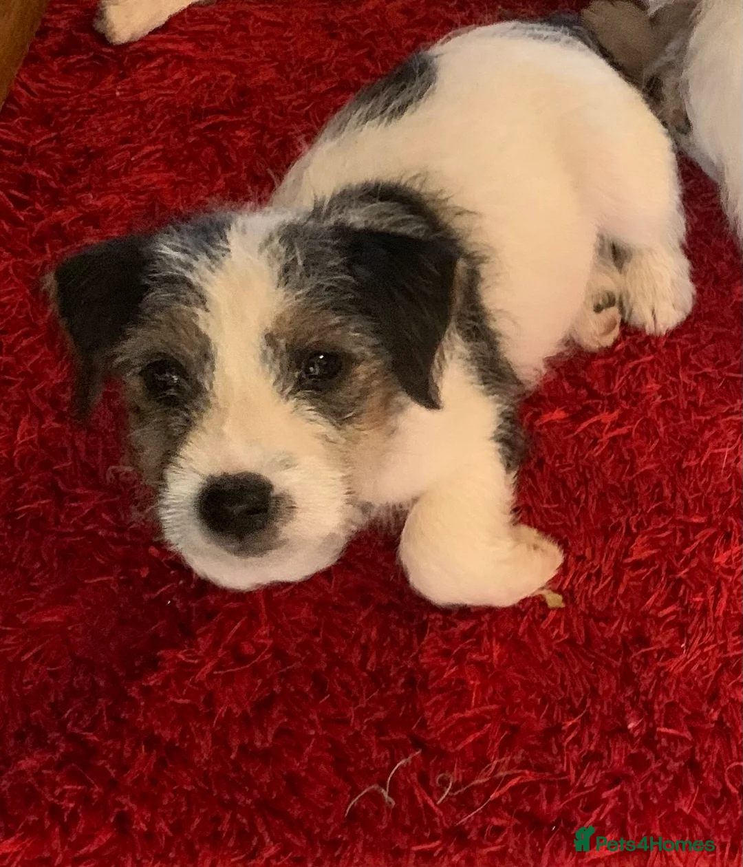 Jack Russell dogs for sale: Jack Russell puppies - Advert 2