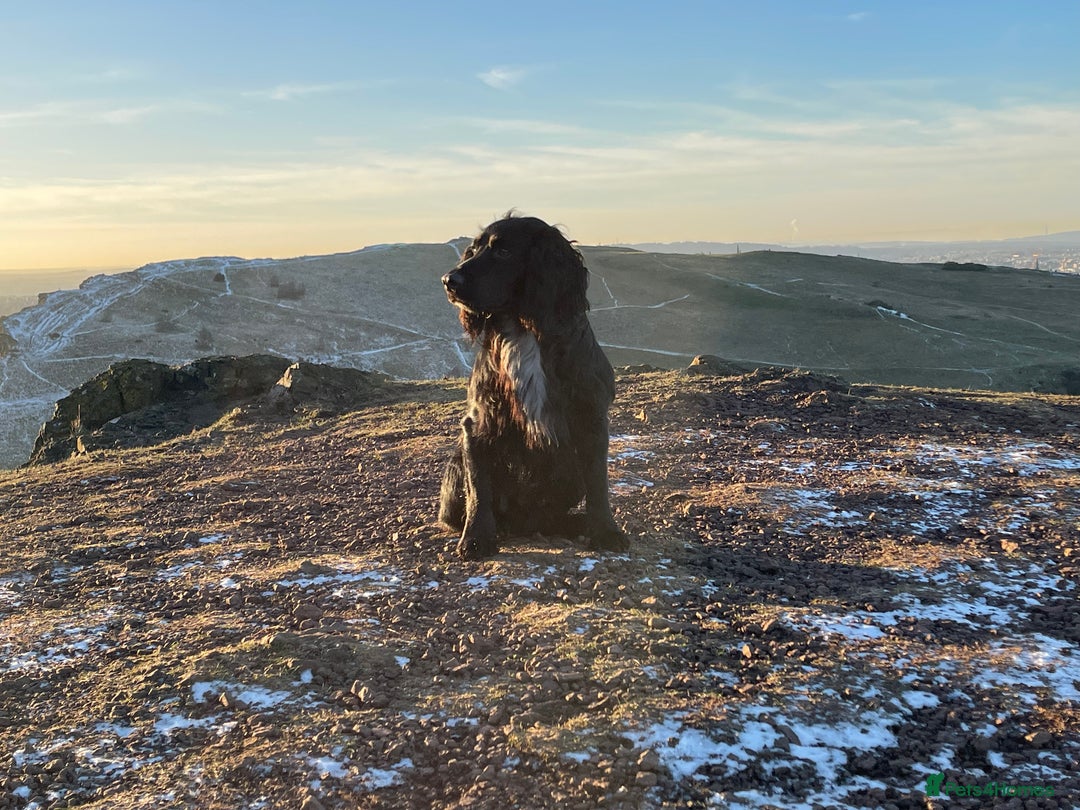 Cocker Spaniel dogs for sale: 6 Working Cocker pups KC registered - Advert 4