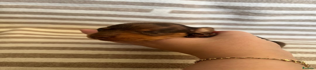 Miniature Dachshund Puppy 3