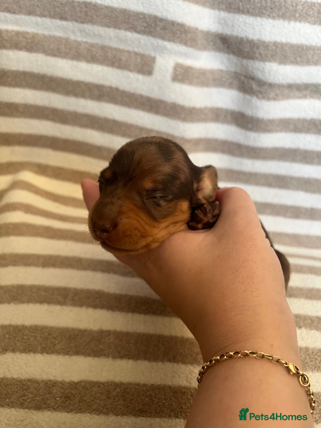 Miniature Dachshund dogs for sale: Beautiful Miniature dachshunds🐶🤎 - Advert 10