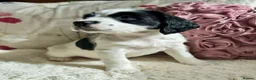 Sprocker dogs for sale: Beautiful Sprocker Spaniel pups - Advert 26