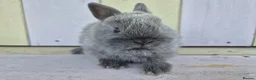 Netherland Dwarf rabbits for sale: 💜 Blue and sable netherland dwarfs babies 💜 - Advert 6