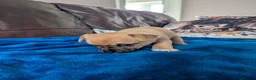 Jack Chi dogs for sale: 7 Jack Chi Puppies - Advert 2
