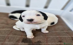 Beagle dogs for sale: BEAGLE X SPANIEL MIX PUPPIES - Image 5