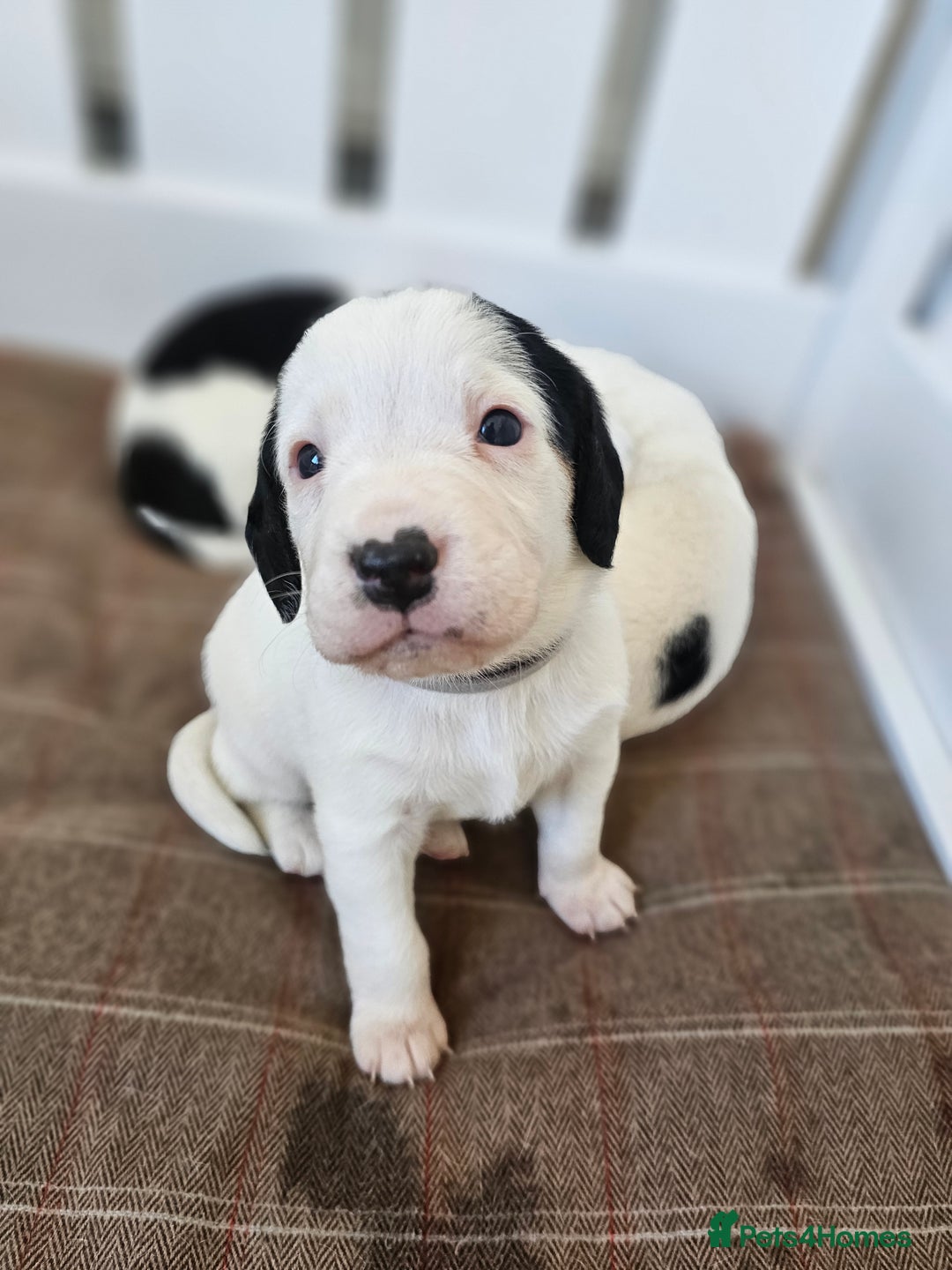 Beagle dogs for sale: BEAGLE X SPANIEL MIX PUPPIES - Image 5