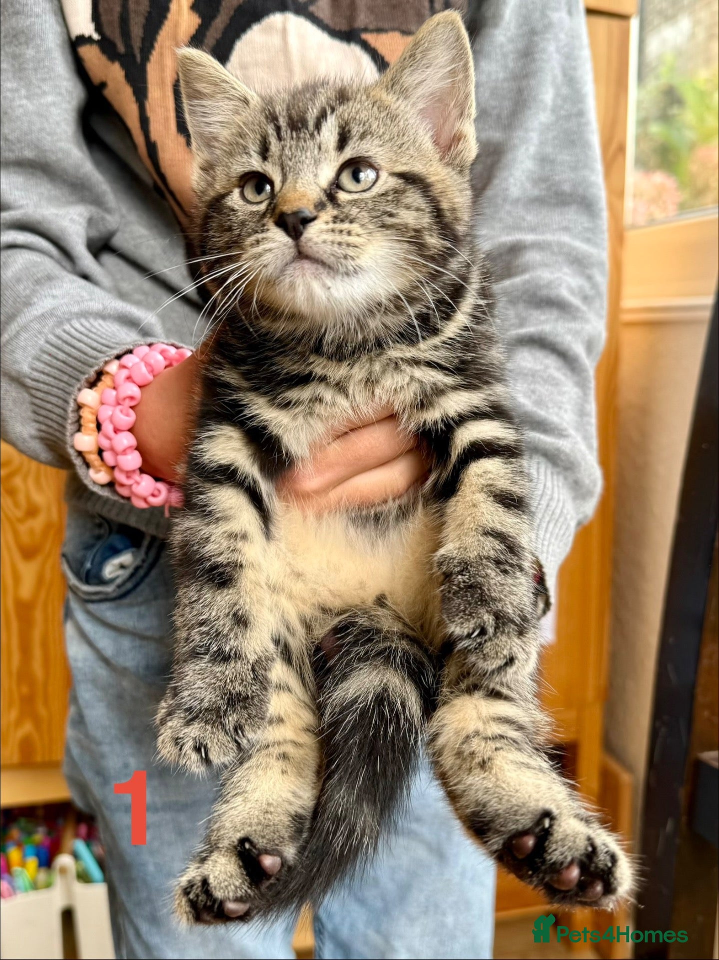 Mixed Breed cats Tabby kittens - Advert 18