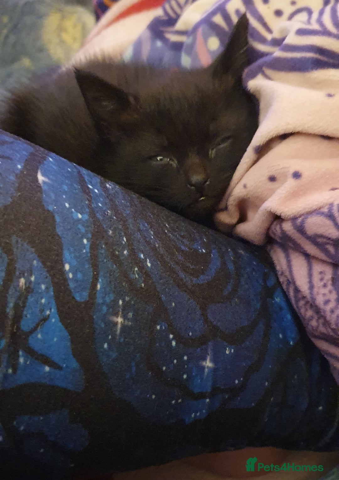 Mixed Breed cats for sale: 3 beautiful boy kittens ready for forever homes - Advert 9