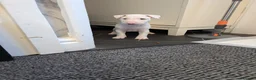 English Bull Terrier dogs for sale: English bull terrier puppies - Advert 16