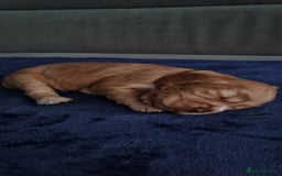 Cocker Spaniel dogs for sale: Charming English Show Cocker Spaniel Puppies  - Advert 32