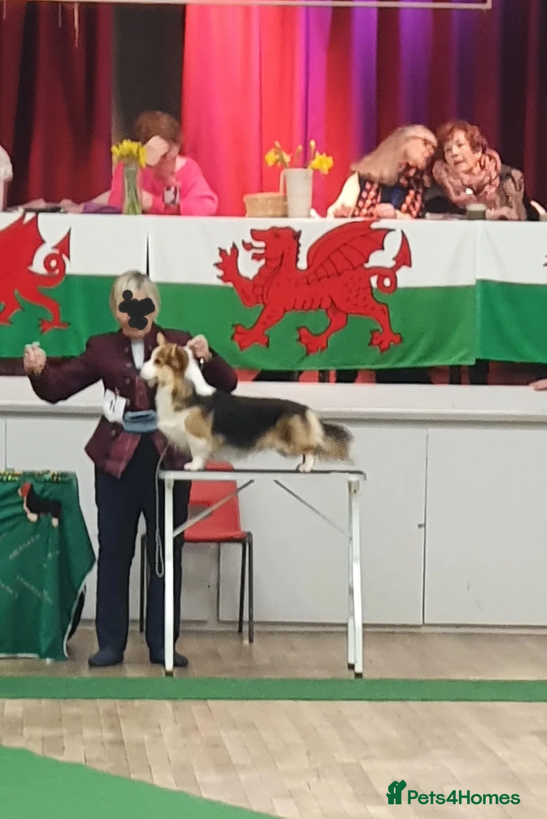 Welsh Corgi Pembroke dogs for stud: Kc reg Serbian import for stud in Blackwood - Advert 14