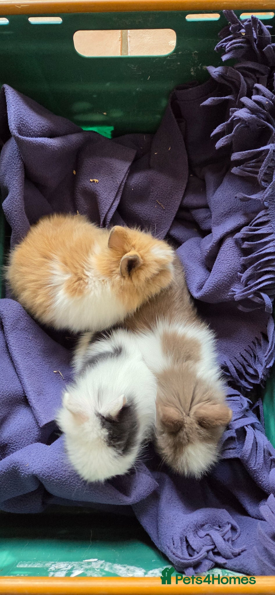 Lionhead rabbits 3 baby purebred lionheads - Advert 2