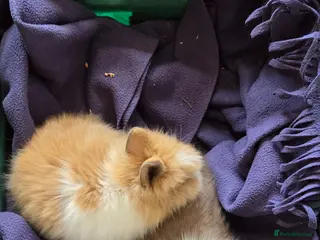 Lionhead rabbits 3 baby purebred lionheads - Advert 1