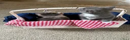 Mixed Breed cats for sale: BEAUTIFUL KITTENS in Cullompton - Advert 5