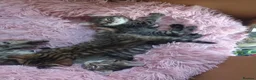 Mixed Breed cats for sale: 4 kittens  - Advert 8