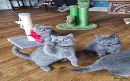 British Shorthair cats for sale: GCCF BSH Blue pedigree kittens for sale - Image 18