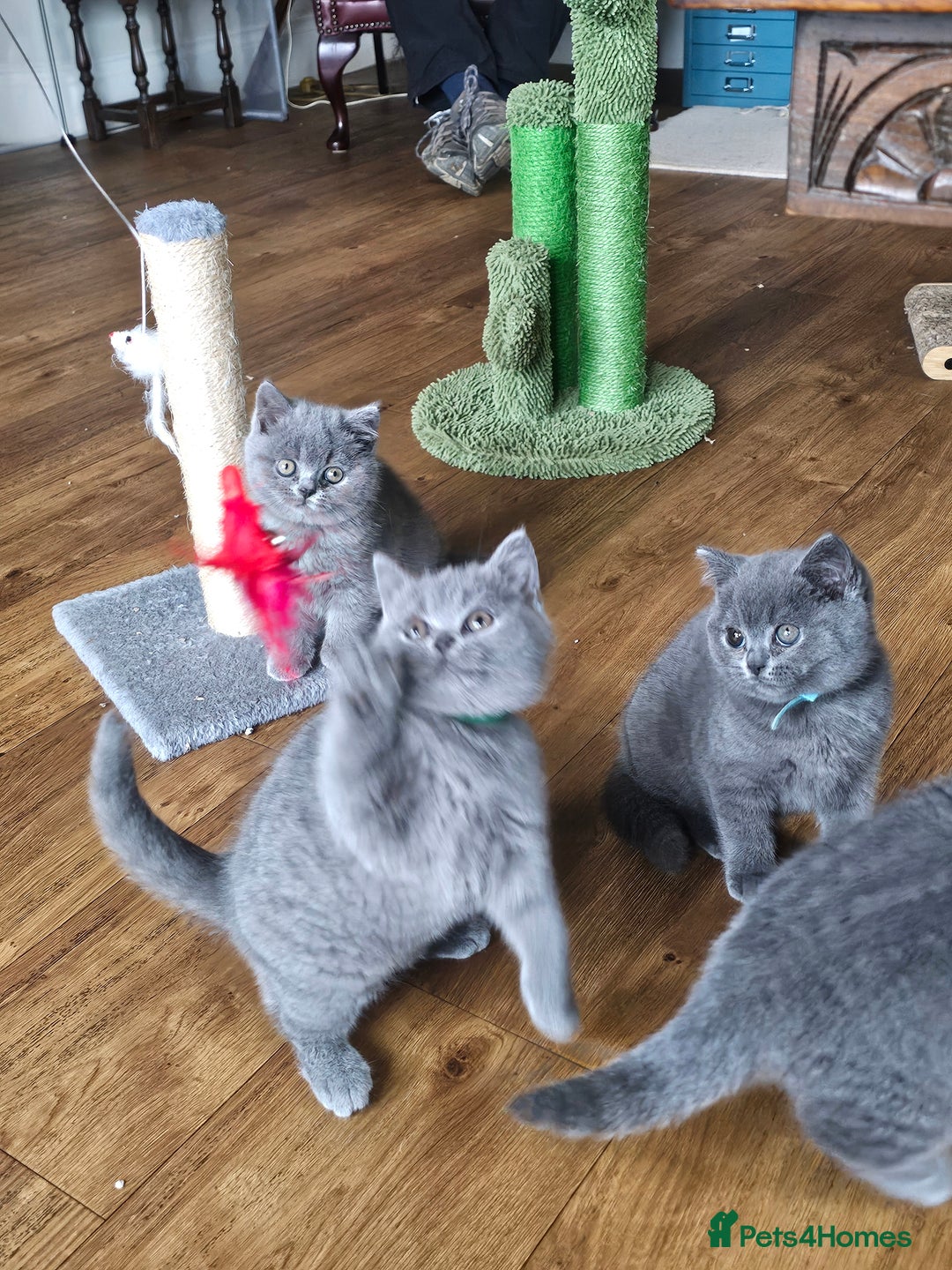 British Shorthair cats for sale: GCCF BSH Blue pedigree kittens for sale - Image 18