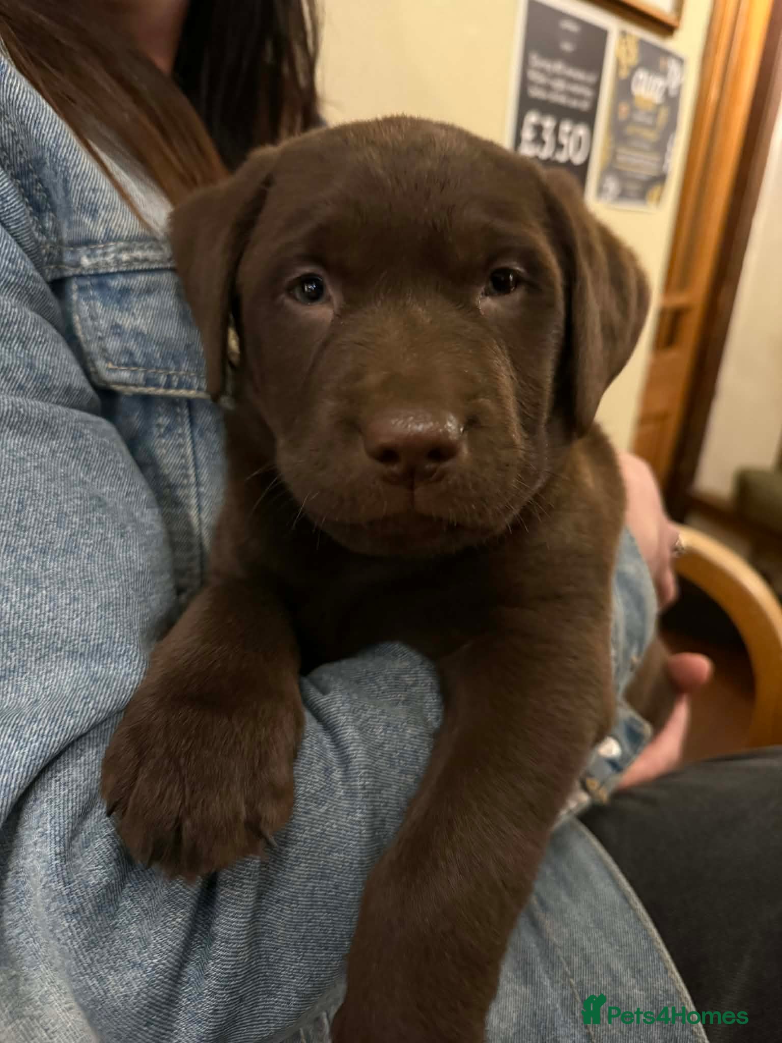Labrador Retriever dogs Chocolate Labrador Boys  - Advert 2